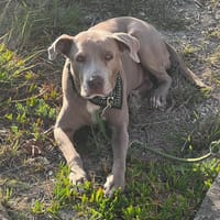NIKKA, chienne à adopter