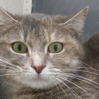 ATLANTA, chatte à adopter