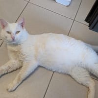 EREMUS, chat à adopter