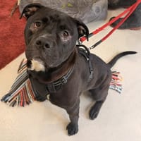 Milo, chien à adopter