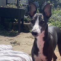 TITOU, chien à adopter
