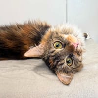 Luciole, chatte à adopter