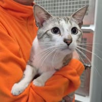 Lol, chat à adopter