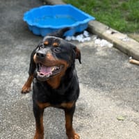 PRESTON VAA, chien à adopter