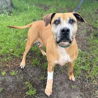 Tess, chienne à adopter