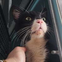 EBER, chat à adopter