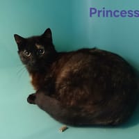 Princesse, chatte à adopter