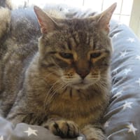 GUSTAVE, chat à adopter