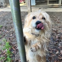 RAFIKI, chien à adopter