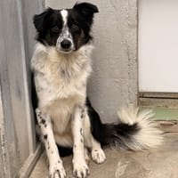 Comête, chienne à adopter