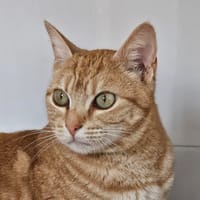 Uma, chatte à adopter