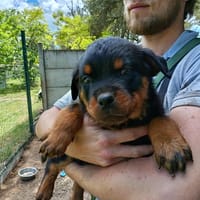 Jaguar, chien à adopter