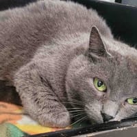 MAYA, chatte à adopter
