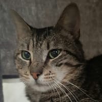 Sarrasin, chat à adopter