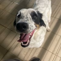 SUZETTE, chienne à adopter