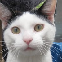 OLIVER, chat à adopter