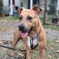 HYDRA, chienne à adopter