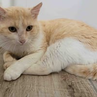 DEP, chat à adopter