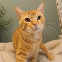 HIRO QCT, chat à adopter