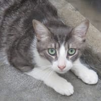 Appy, chat à adopter