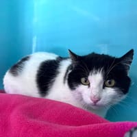 PATTOUNETTE, chatte à adopter