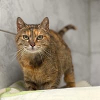 BIBICHE, chatte à adopter