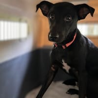 SON, chien à adopter