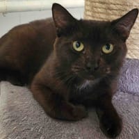 CESAR, chat à adopter
