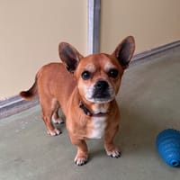 PIRATE, chien à adopter