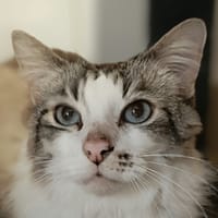 Santini, chat à adopter