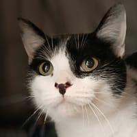 Cosby, chatte à adopter