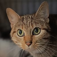 Tikki, chatte à adopter