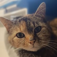 Nora, chatte à adopter