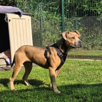 BRINDILLE VAA, chien à adopter