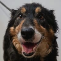 SULTANE, chienne à adopter