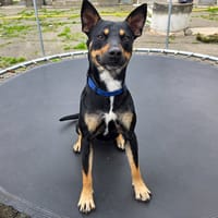 FANTASIO, chien à adopter
