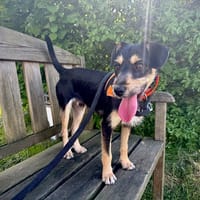 INOUK, chien à adopter