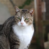 Frimousse, chatte à adopter