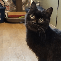 Beka, chatte à adopter