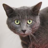 Senseo, chatte à adopter