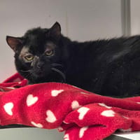 pearl, chat à adopter