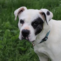 Naïka, chienne à adopter