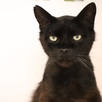 DOUDOU, chat à adopter