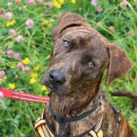 DOMINO, chien à adopter