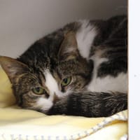 Gourgandine, chatte à adopter