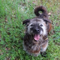 KENZO, chien à adopter