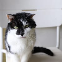 Bounty, chat à adopter