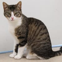 Tremblotte, chatte à adopter