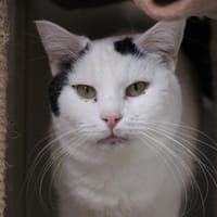 BOULY, chat à adopter