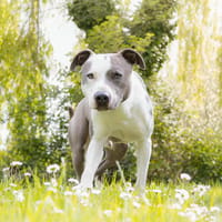 Baxter, chien à adopter